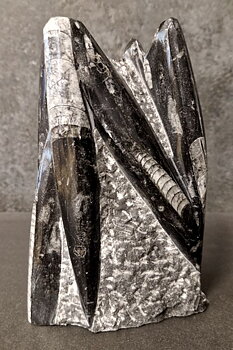 Devonian Orthoceras Fossil i Grundsten, Stående - FOSKU4