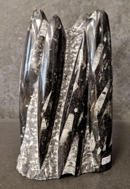 Devonian Orthoceras Fossil i Grundsten, Stående - FOSKU4