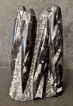 Devonian Orthoceras Fossil i Grundsten, Stående - FOSKU4