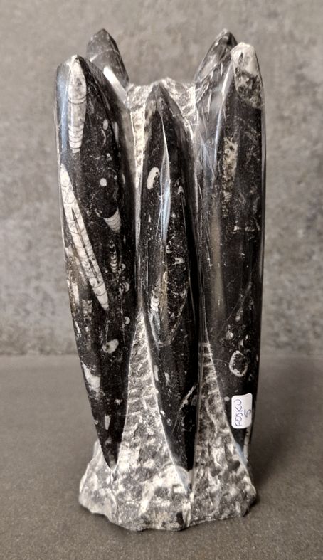 Devonian Orthoceras Fossil i Grundsten, Stående - FOSKU5
