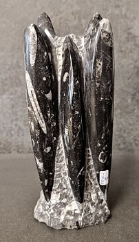 Devonian Orthoceras Fossil i Grundsten, Stående - FOSKU5