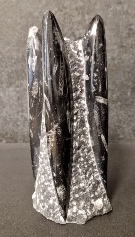Devonian Orthoceras Fossil i Grundsten, Stående - FOSKU5 - 2
