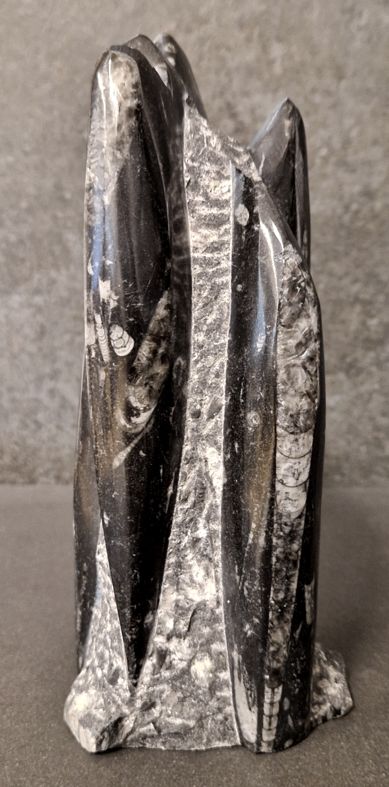 Devonian Orthoceras Fossil i Grundsten, Stående - FOSKU6 - 2
