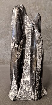 Devonian Orthoceras Fossil i Grundsten, Stående - FOSKU6