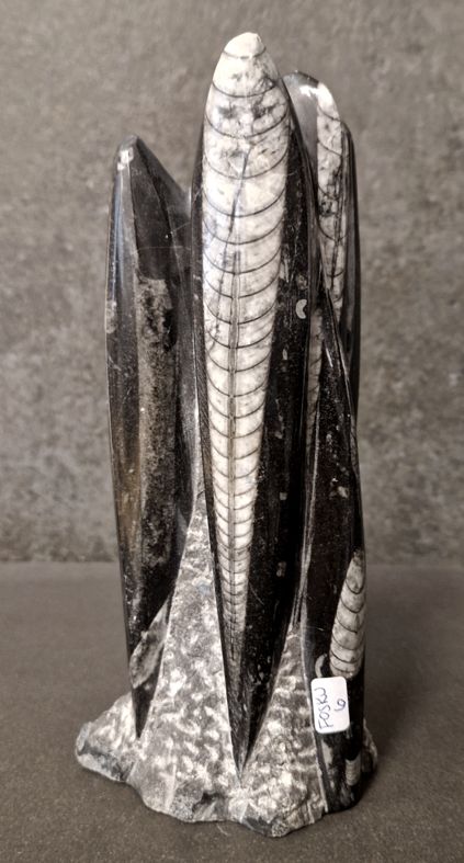 Devonian Orthoceras Fossil i Grundsten, Stående - FOSKU6