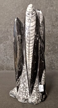 Devonian Orthoceras Fossil i Grundsten, Stående - FOSKU6