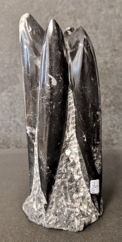 Devonian Orthoceras Fossil i Grundsten, Stående - FOSKU7