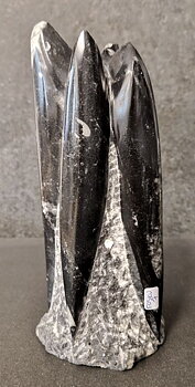 Devonian Orthoceras Fossil i Grundsten, Stående - FOSKU7