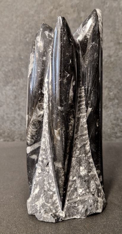Devonian Orthoceras Fossil i Grundsten, Stående - FOSKU7 - 2