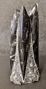 Devonian Orthoceras Fossil i Grundsten, Stående - FOSKU7