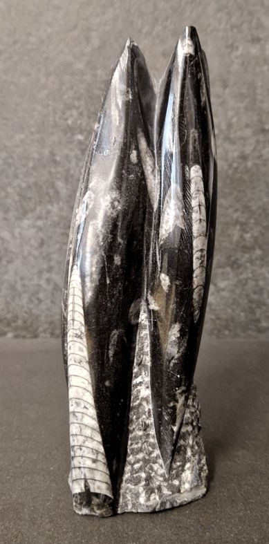 Devonian Orthoceras Fossil i Grundsten, Stående - FOSKU8 - 2
