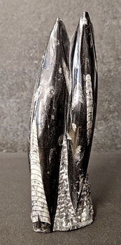 Devonian Orthoceras Fossil i Grundsten, Stående - FOSKU8