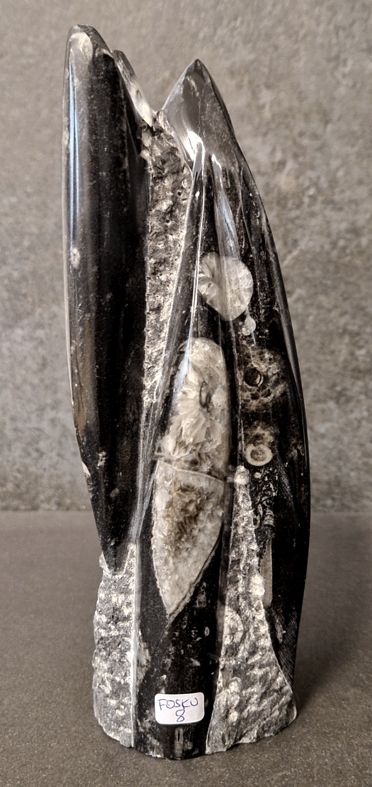 Devonian Orthoceras Fossil i Grundsten, Stående - FOSKU8