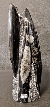Devonian Orthoceras Fossil i Grundsten, Stående - FOSKU8