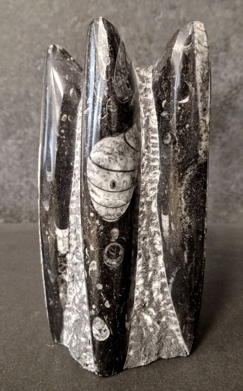 Devonian Orthoceras Fossil i Grundsten, Stående - FOSKU9 - 2