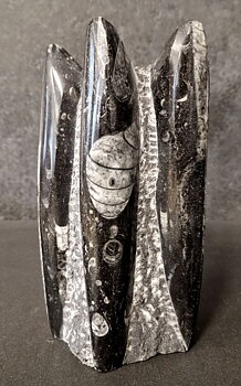 Devonian Orthoceras Fossil i Grundsten, Stående - FOSKU9