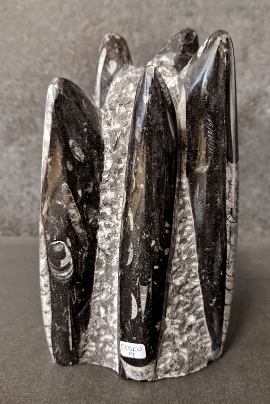 Devonian Orthoceras Fossil i Grundsten, Stående - FOSKU9