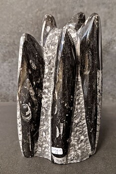 Devonian Orthoceras Fossil i Grundsten, Stående - FOSKU9