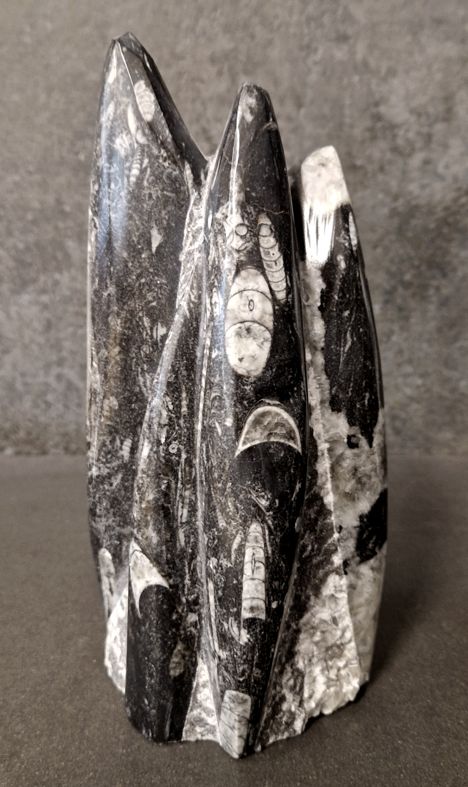 Devonian Orthoceras Fossil i Grundsten, Stående - FOSKU10 - 2