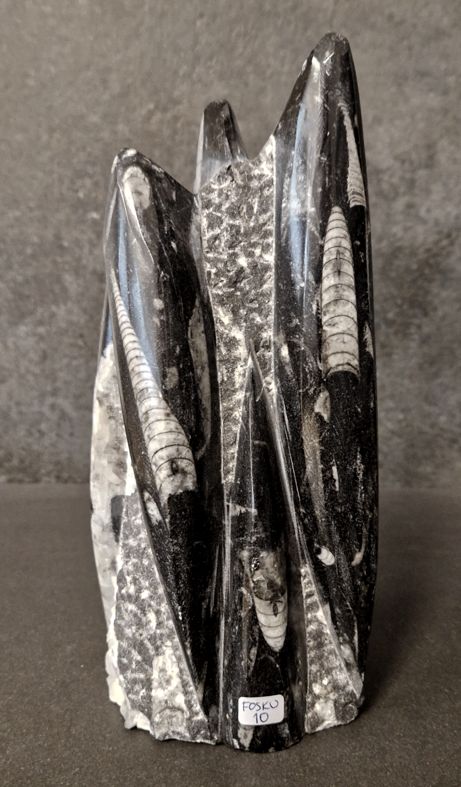 Devonian Orthoceras Fossil i Grundsten, Stående - FOSKU10