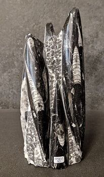 Devonian Orthoceras Fossil i Grundsten, Stående - FOSKU10