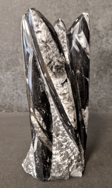 Devonian Orthoceras Fossil i Grundsten, Stående - FOSKU11 - 2