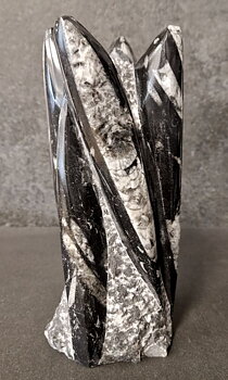 Devonian Orthoceras Fossil i Grundsten, Stående - FOSKU11