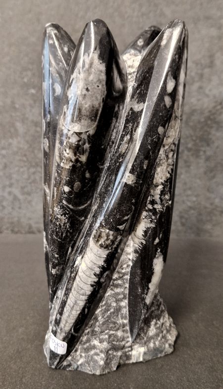 Devonian Orthoceras Fossil i Grundsten, Stående - FOSKU11