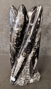 Devonian Orthoceras Fossil i Grundsten, Stående - FOSKU11