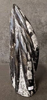 Devonian Orthoceras Fossil i Grundsten, Stående - FOSKU12