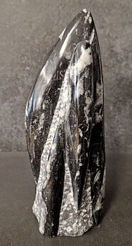 Devonian Orthoceras Fossil i Grundsten, Stående - FOSKU12