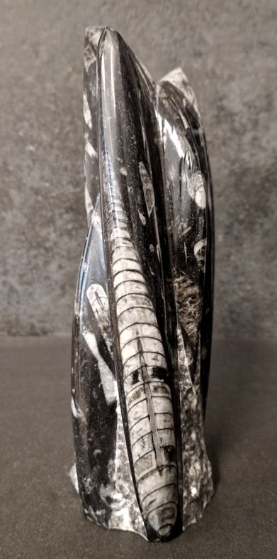 Devonian Orthoceras Fossil i Grundsten, Stående - FOSKU13 - 2