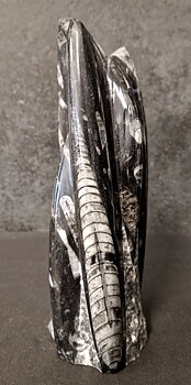 Devonian Orthoceras Fossil i Grundsten, Stående - FOSKU13