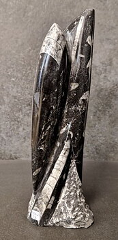 Devonian Orthoceras Fossil i Grundsten, Stående - FOSKU13