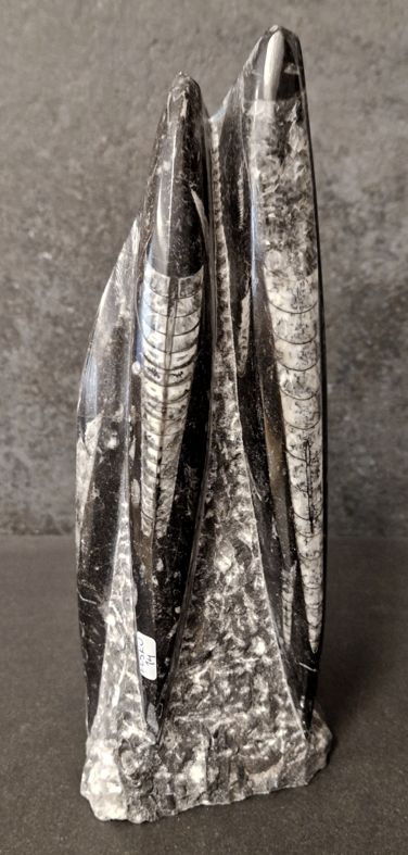 Devonian Orthoceras Fossil i Grundsten, Stående - FOSKU14