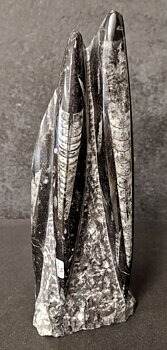 Devonian Orthoceras Fossil i Grundsten, Stående - FOSKU14