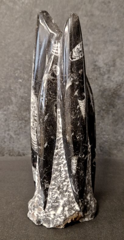 Devonian Orthoceras Fossil i Grundsten, Stående - FOSKU14 - 2