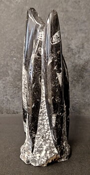 Devonian Orthoceras Fossil i Grundsten, Stående - FOSKU14