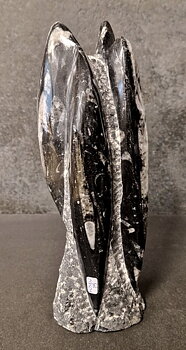 Devonian Orthoceras Fossil i Grundsten, Stående - FOSKU15