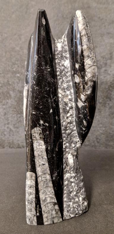 Devonian Orthoceras Fossil i Grundsten, Stående - FOSKU15 - 2