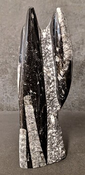 Devonian Orthoceras Fossil i Grundsten, Stående - FOSKU15