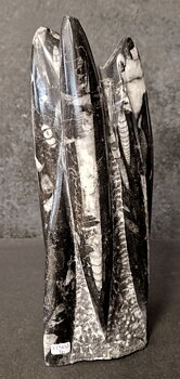 Devonian Orthoceras Fossil i Grundsten, Stående - FOSKU16