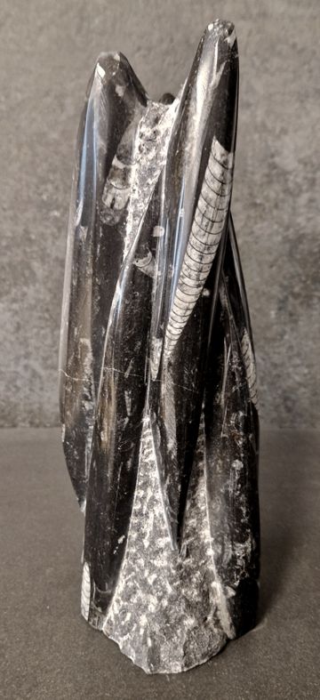 Devonian Orthoceras Fossil i Grundsten, Stående - FOSKU17 - 2