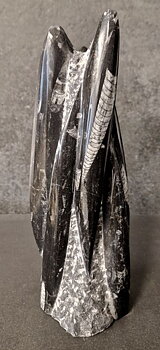 Devonian Orthoceras Fossil i Grundsten, Stående - FOSKU17