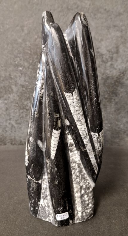 Devonian Orthoceras Fossil i Grundsten, Stående - FOSKU17