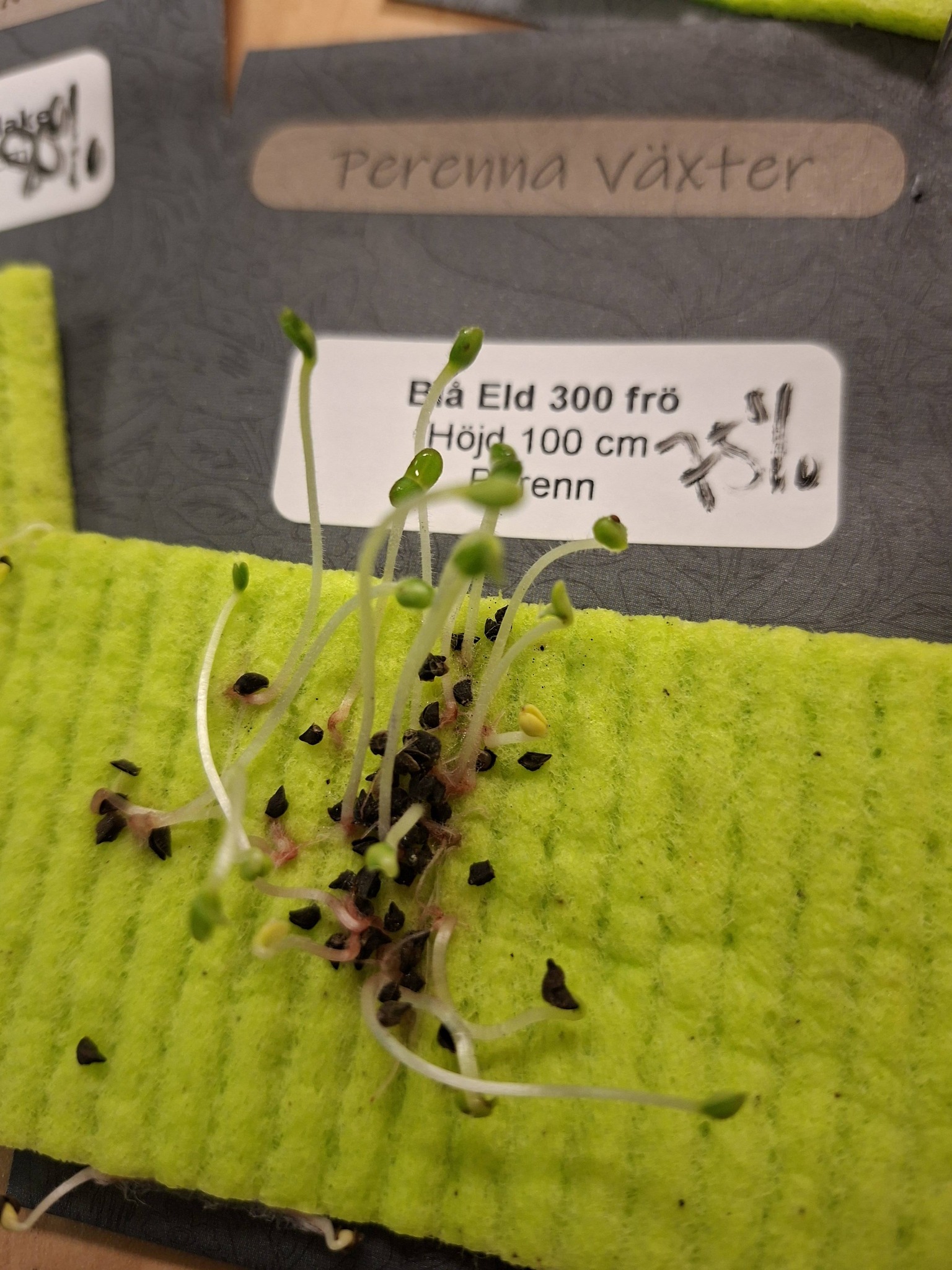 Blåeld 300 frö - 2