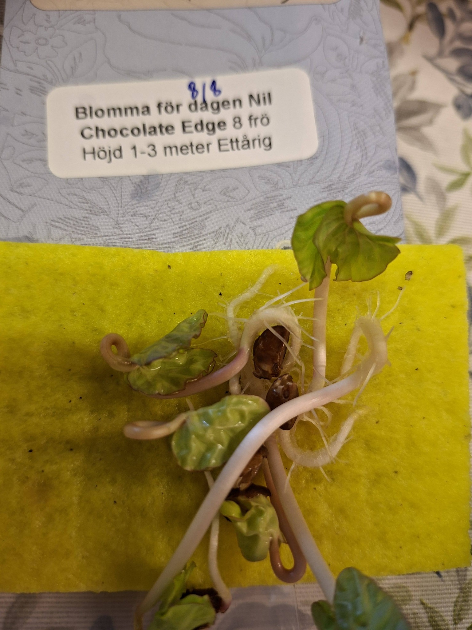 Blomma för dagen Nil Chocolate Edge 8 frö - 2