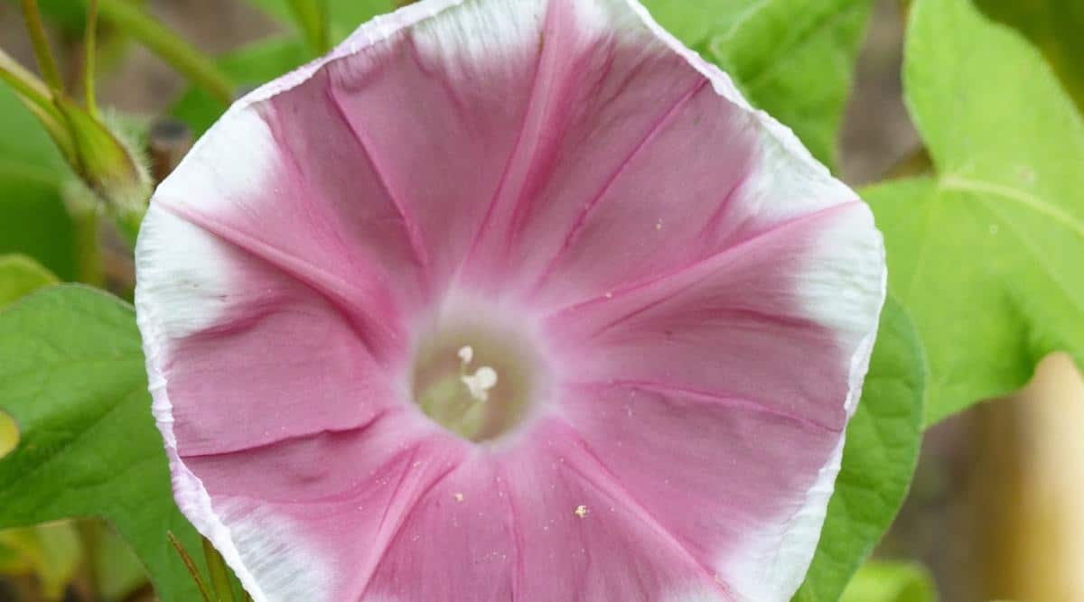 Blomma för dagen Nil Chocolate Edge 8 frö