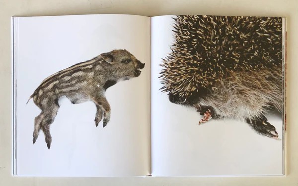 Emil Malmborg: Silent Fauna - 5