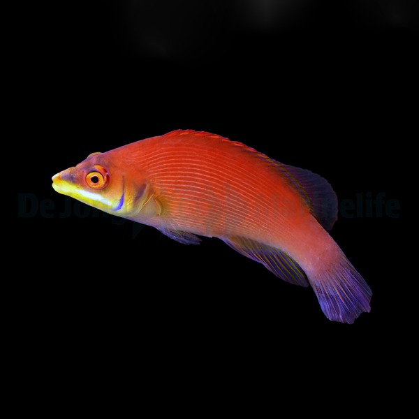 Pseudocheilinus evanidus (reef safe)